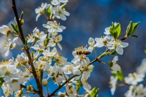 Mit kell tudni az allergiáról?