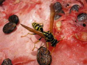 Rovarcsípések fajtái és kezelésük